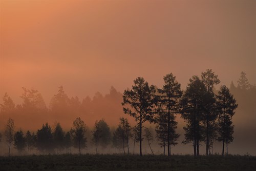Dawn Light - Wild Wonders of China
