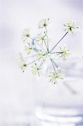 Peaceful Floral - Symphony - James Guilliam