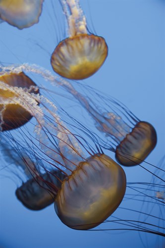 Atlantic Sea Nettle - Michele Falzone