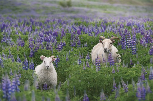 Stray from the Flock - Andreas Stridsberg