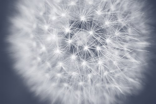 Dandelion Still - Andreas Stridsberg