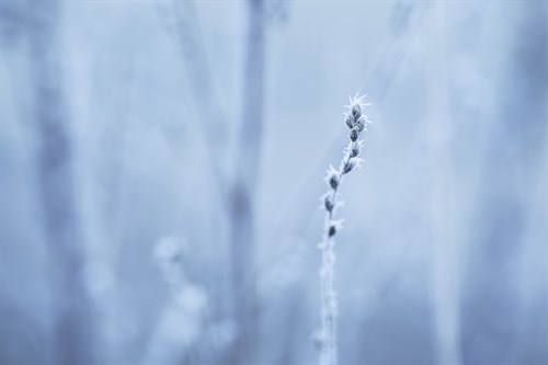 Frozen Beauty - Andreas Stridsberg