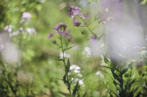 Wildflower Wonderment - Sarah Hart Morgan