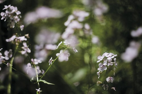 Wildflower Sensation - Sarah Hart Morgan