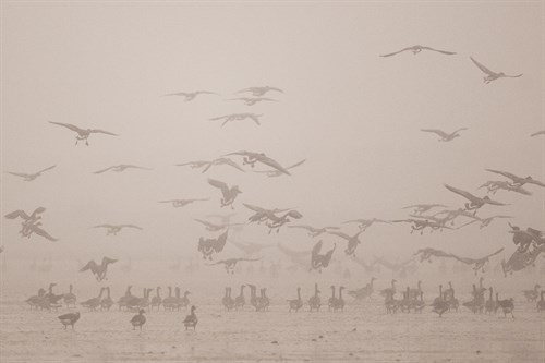Fly High - Wild Wonders of China
