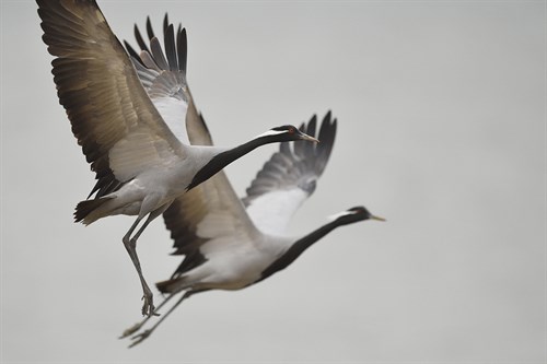 Crane Symphony - Wild Wonders of China