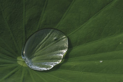 Sacred Lotus - Drop - Wild Wonders of China