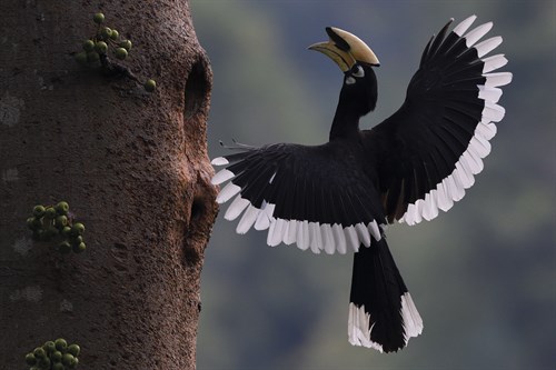 Hovering High - Wild Wonders of China