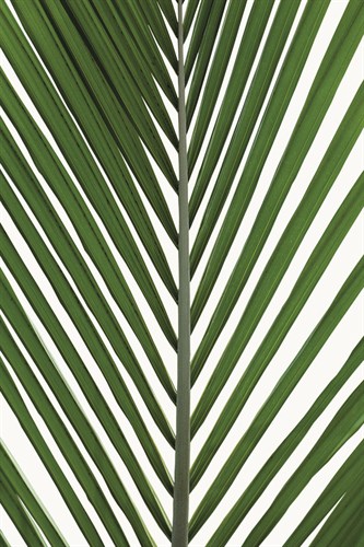 Palma - Alicante - Ben Wood