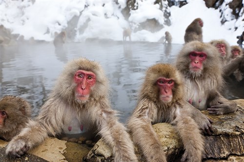 Hot Spring Regulars - Peter Adams