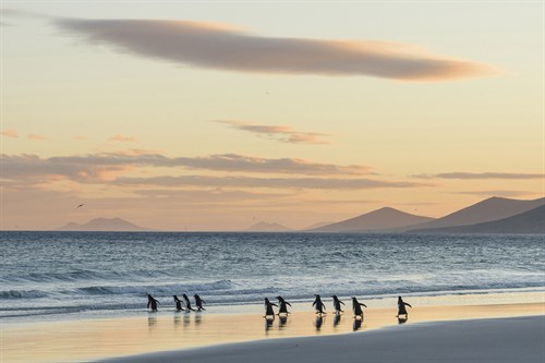 Sunset Waddle - Martin Zwick