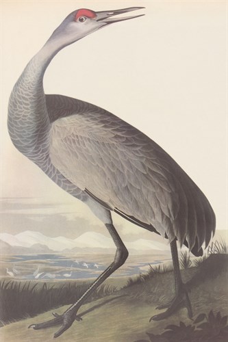Sandhill Crane - James Audubon