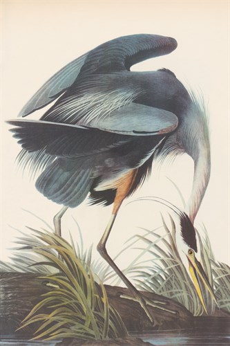Great Blue Heron - James Audubon