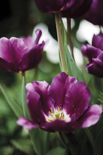 Opulent Bloom - Grow - Sarah Hart Morgan
