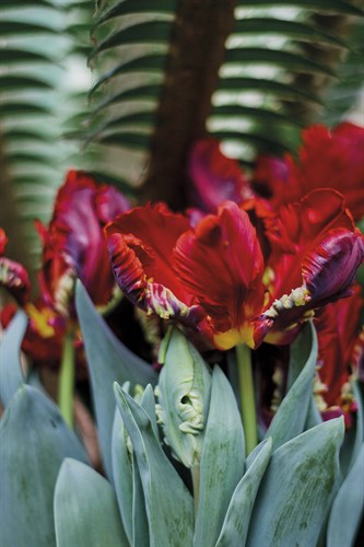 Opulent Bloom - Shoot - Sarah Hart Morgan