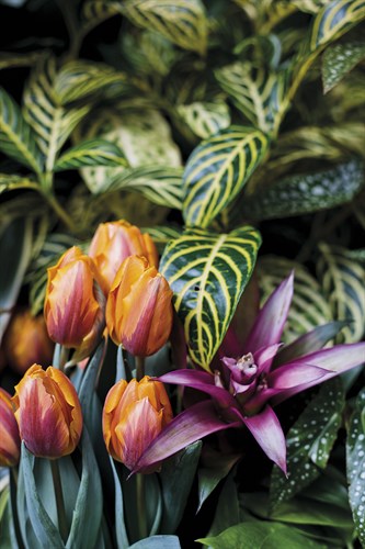 Opulent Bloom - Bud - Sarah Hart Morgan