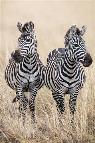Safari Duet - Nigel Pavitt