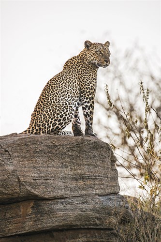 The Look Out - Nigel Pavitt