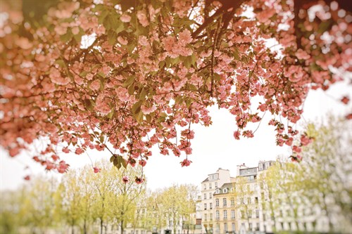 Blossom Boulevard - Carina Okula