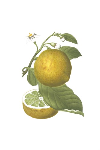 Fruit Collection - Pomelo - The Vintage Collection