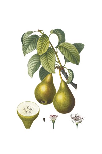 Fruit Collection - Pirum - The Vintage Collection