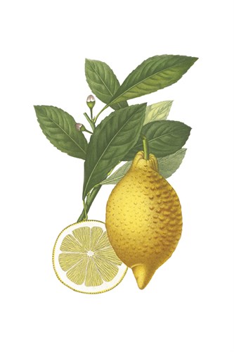 Fruit Collection - Citria - The Vintage Collection