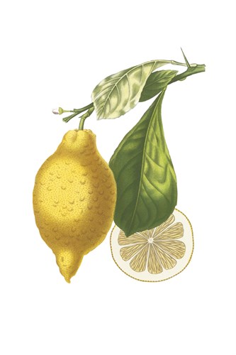 Fruit Collection - Citrus - The Vintage Collection