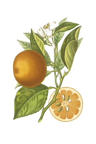 Fruit Collection - Aurantiaco - The Vintage Collection