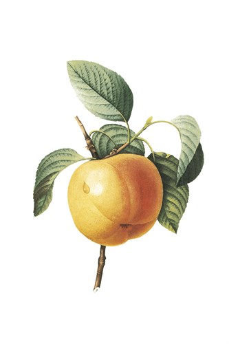 Fruit Collection - Prunus Persica - The Vintage Collection