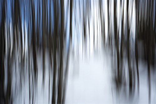 Forest Formation - Andreas Stridsberg
