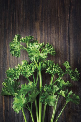 Plant Portrait - Evolution - Irene Suchocki