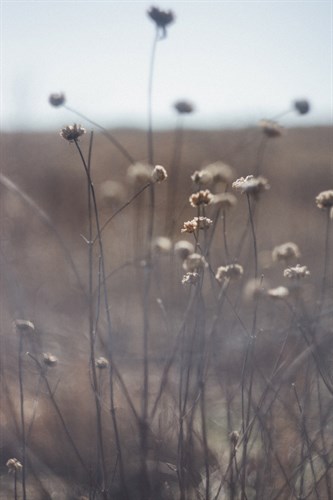 Winter Walks - Seed - Sarah Hart Morgan
