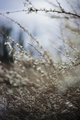 Winter Walks - Growth - Sarah Hart Morgan