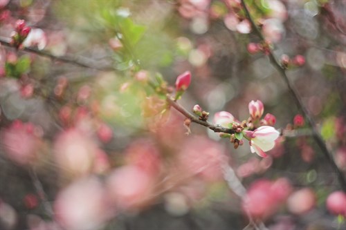 Blossom Twirl - Sarah Hart Morgan