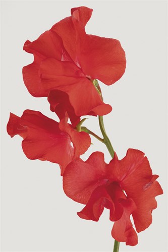Vivid Bloom - Bud - Ben Wood
