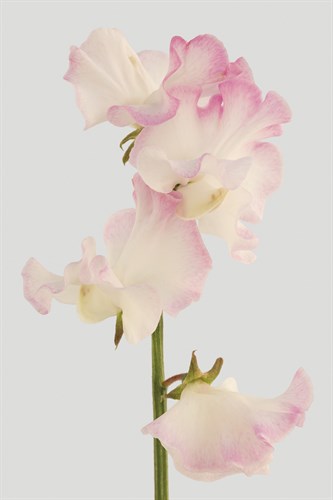 Lively Floral - Melody - Ben Wood