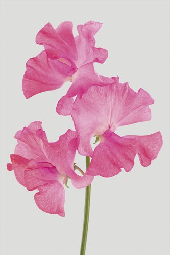 Lively Floral - Harmony - Ben Wood