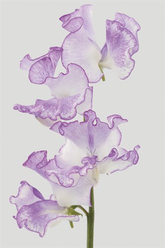 Lively Floral - Unison - Ben Wood