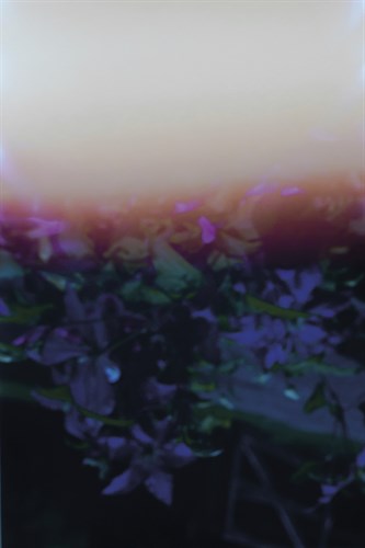 Abstract Nature - Dream - Sarah Hart Morgan