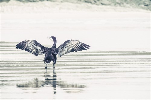 Winged Wader - Florian Schleinig