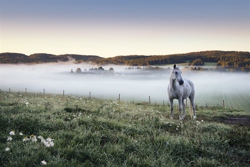 Peaceful Fields - Solo - Andreas Stridsberg