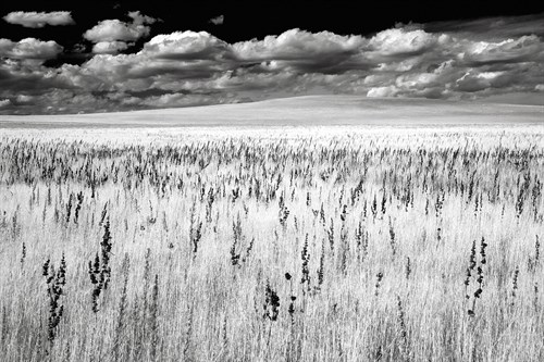 Grasslands - Jay Wesler