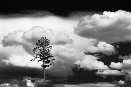 Lone Pine - Jay Wesler