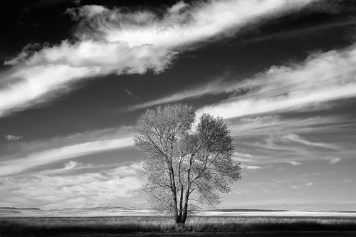 Lone Tree - Jay Wesler