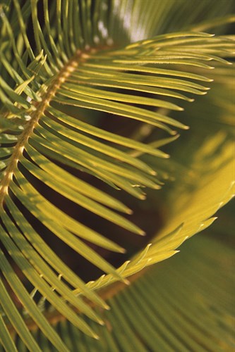 Botanicals XV - Tony Koukos