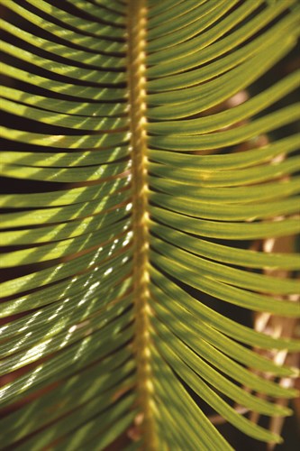 Botanicals XVI - Tony Koukos