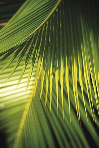 Botanicals XIX - Tony Koukos