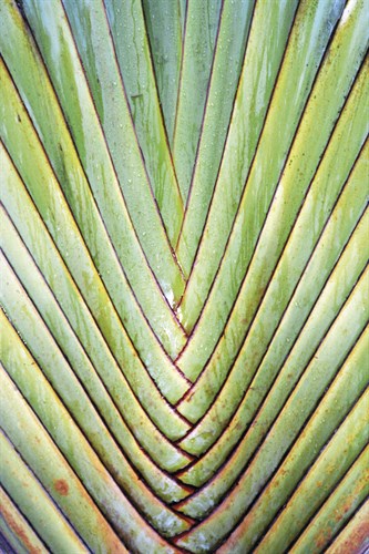 Botanicals XXIV - Tony Koukos