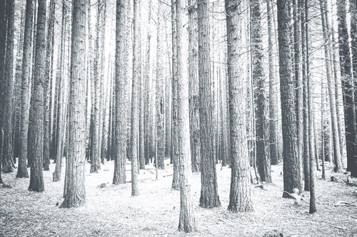 Wooded Wonderland - Florian Schleinig