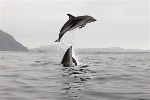 Jump - Nathan Secker